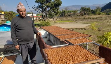 सत्तरी लाखको लप्सीका परिकार कारोबार गर्ने लक्ष्य