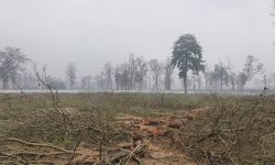 नवलपुरको सदरमुकाम निर्माण स्थलका रुख काटियो