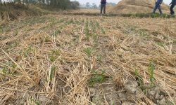 झापाका तीन स्थानमा शून्य खनजोत प्रविधिबाट मकैखेती