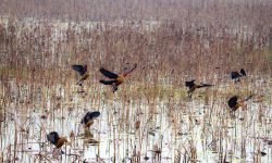 आहारा खोज्दै चखेवाका बथान