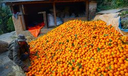 सुन्तला बेचेर २० लाख आम्दानी