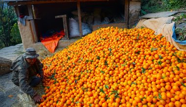 सुन्तला बेचेर २० लाख आम्दानी