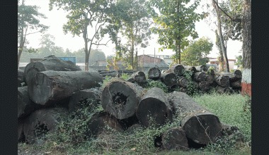 सात करोडको काठ वन कार्यालयमै कुहिँदै