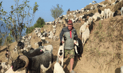 चौबीस वर्षदेखि वनपाखामा भेँडाबाख्रासँग रमाउँदै लमजुङ गुरुङ