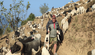 चौबीस वर्षदेखि वनपाखामा भेँडाबाख्रासँग रमाउँदै लमजुङ गुरुङ