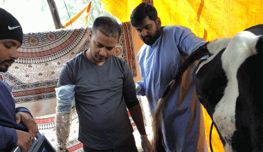 बाँझोपन भएका पशुको पहिचान गर्दै विदुर नगरपालिका