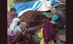 अलैंची उत्पादनमा वृद्धि, एकै वर्षमा छ करोडको कारोबार