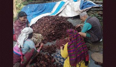 अलैंची उत्पादनमा वृद्धि, एकै वर्षमा छ करोडको कारोबार