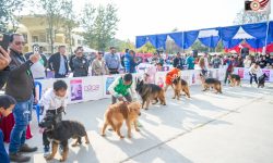 केनेल क्लबको आयोजनामा तेस्रो ’बाइरो ब्रिड च्याम्पियनसिप डग शो’ माघ ५ मा हुने