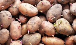 नवलपरासी आलुमा आत्मनिर्भर