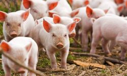 वैदेशिक रोजगारीबाट फर्किएपछि गाउँमै बङ्गुरपालन सुरु