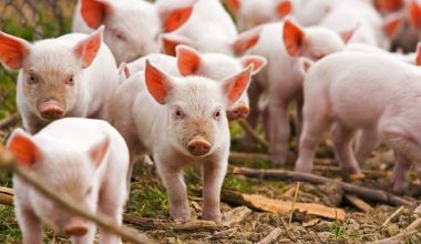 वैदेशिक रोजगारीबाट फर्किएपछि गाउँमै बङ्गुरपालन सुरु