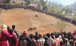 नुवाकोटका विभिन्न स्थानमा गोरु जुधाई गरी मनाइयो माघेसङ्क्रान्ति