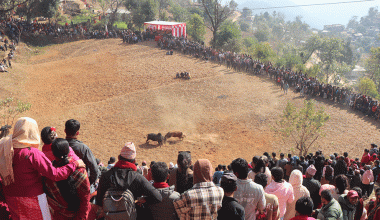 नुवाकोटका विभिन्न स्थानमा गोरु जुधाई गरी मनाइयो माघेसङ्क्रान्ति