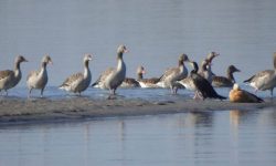 जलपन्छीको प्रजाति र सङ्ख्यामा कमी