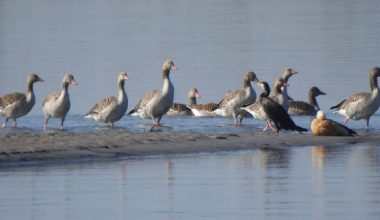 जलपन्छीको प्रजाति र सङ्ख्यामा कमी