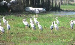 ताल तथा सीमसार क्षेत्रमा पाइने चराको अस्तित्व संकटमा