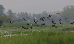 तालतलैयामा आगन्तुक चराको चहलपहल, जलपन्छी गणना सुरु