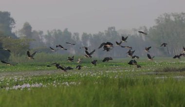 तालतलैयामा आगन्तुक चराको चहलपहल, जलपन्छी गणना सुरु
