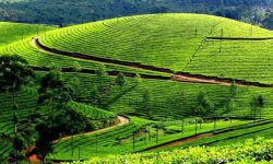 चिया अवलोकनका लागि चिनियाँ टोली नेपालमा