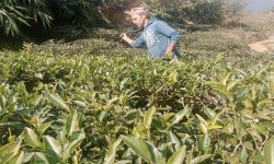 सूर्योदय नगरपालिकाका किसानलाई चिया काट्न धमाधम