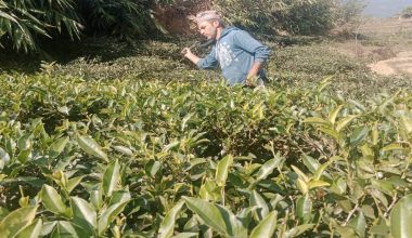 सूर्योदय नगरपालिकाका किसानलाई चिया काट्न धमाधम