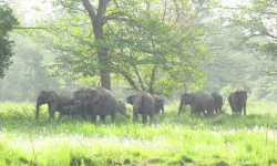 बढ्दो मानव–हात्ती द्वन्द्व : २० वर्षमा २७४ जनाको मृत्यु