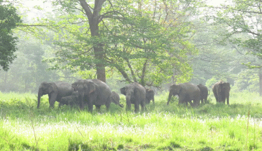 बढ्दो मानव–हात्ती द्वन्द्व : २० वर्षमा २७४ जनाको मृत्यु