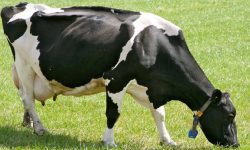 पौवादुङमाद्वारा किसानलाई उन्नत जातको गाई वितरण