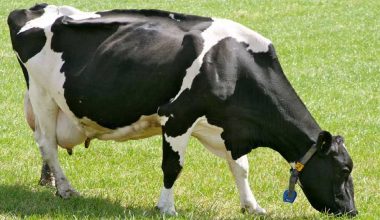 पौवादुङमाद्वारा किसानलाई उन्नत जातको गाई वितरण