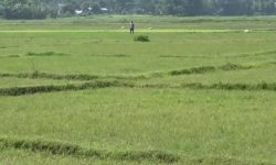 सरकारी कृषि फार्मको जग्गा दुई दशकदेखि अतिक्रमणमा