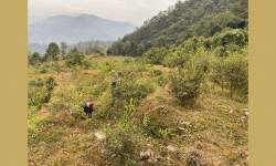 डेढ करोड लगानीमा कागतीखेती