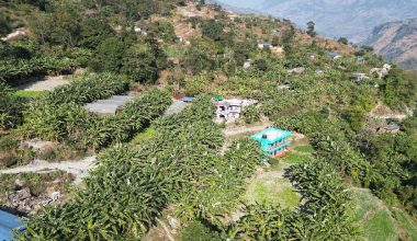 गाउँभरि केराखेती, बजारको अभाव