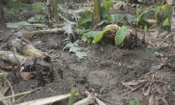 रौतहटमा हात्तीको उपद्रोबाट स्थानीय त्रसित