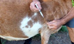 खोरेत उन्मूलन गर्न पशुलाई खोप लगाइँदै