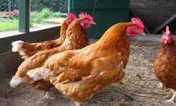 असक्त महिलालाई कुखुरा वितरण