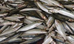 अतिक्रमित जग्गा फिर्ता नहुँदा माछा पोखरी असुरक्षित