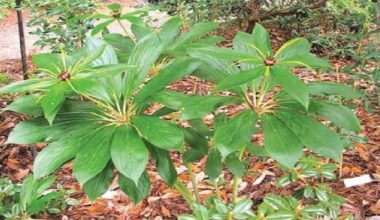 सतुवा खेतीमा किसानको आर्कषण बढ्दो