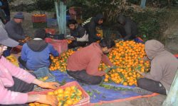 सुन्तलाखेतीले फेरियो दोसल्ले गाउँको मुहार