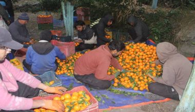 सुन्तलाखेतीले फेरियो दोसल्ले गाउँको मुहार