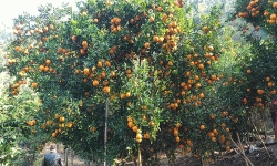 सुन्तलाखेतीमा जलवायु परिवर्तनको प्रभाव