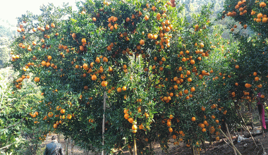 सुन्तलाखेतीमा जलवायु परिवर्तनको प्रभाव