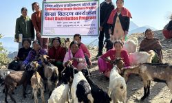 एकल चेपाङ महिलालाई बाख्रा वितरण