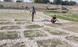 बगरमा प्याज खेती गर्दै किसान