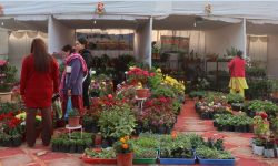 सौखका लागि रोपेको फूल बन्यो आम्दानीको स्रोत