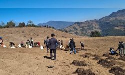 बाँझो जग्गामा सामूहिक आलुखेती