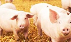 स्वाइन फिभरले १८ बङ्गुर मरेपछि ओसारपसारमा रोक, सतर्कता अपनाउन आग्रह