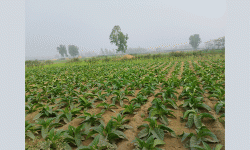 आम्दानीको आकर्षक माध्यम बन्दै सुर्तीखेती