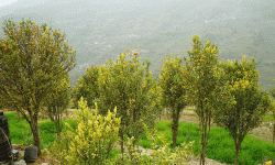 जलवायु परिवर्तनको असर सुन्तलाखेतीमा