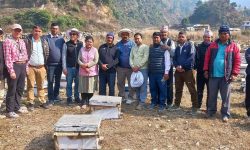 नेपालमा पहिलो पटक मौरी घारमा देखियो ‘ट्रोपिलाप्सिस माइट’